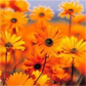 Obituary-img