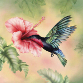 avodell shevlin